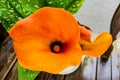 Orange Calla Lilies on plants in the garden Royalty Free Stock Photo