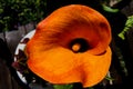 Orange calla Lilies on plants in the garden Royalty Free Stock Photo