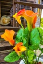 Orange Calla Lilies on plants in the garden Royalty Free Stock Photo