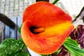 Orange Calla Lilies on plants in the garden Royalty Free Stock Photo