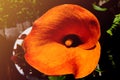 Orange Calla Lilies on plants in the garden Royalty Free Stock Photo