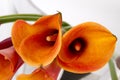 Orange Calla lilies (Zantedeschia)