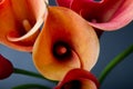 Orange Calla lilies(Zantedeschia) over black