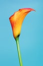 Orange Calla Lily Flower Royalty Free Stock Photo