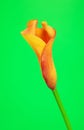 Orange Calla Lily Flower Royalty Free Stock Photo