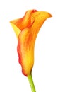 Orange Calla Lily Flower Royalty Free Stock Photo