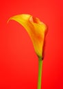 Orange Calla Lily Flower Royalty Free Stock Photo