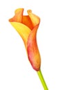 Orange Calla Lily Flower Royalty Free Stock Photo
