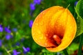 Orange calla lily zantedeschia flower with rain drops Royalty Free Stock Photo