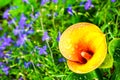 Orange calla lily zantedeschia flower with rain drops Royalty Free Stock Photo