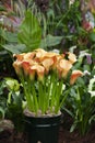 Orange callalily in the pot Royalty Free Stock Photo