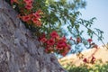 Orange Campsis radicans flowers on stone wall, selective focus