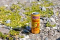 Orange can with mango juice on the small stones on the beach by the sea.