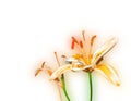 Orange Canada Lily - Lilium Canadense