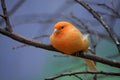 Orange Canary