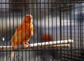 Orange canary in cage Royalty Free Stock Photo