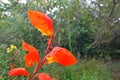 Orange canna flower Royalty Free Stock Photo