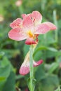 Orange Canna flower plants Royalty Free Stock Photo