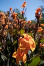 Orange Canna indica or Indian shot flowers in a garden Royalty Free Stock Photo