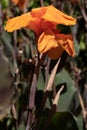 Orange Canna indica or Indian shot flowers in a garden Royalty Free Stock Photo