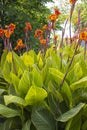 Orange canna lilies in a garden