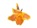 Orange Canna Lillie blossoming flower top view isolated on white Royalty Free Stock Photo