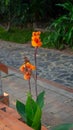 An orange Canna Lily (Cannaceae Canna) planted beside the riverside path in Nong Khai