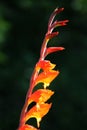 Orange Canna Lily Flowers Royalty Free Stock Photo