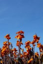 Orange Canna lily tropicanna flowers Royalty Free Stock Photo