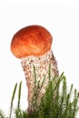 Orange-cap Boletus