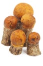 Orange-Cap Boletus Royalty Free Stock Photo