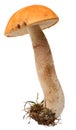 Orange-cap boletus. Forest mushrooms isolated on