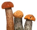 Orange-cap boletus. Forest mushrooms isolated on