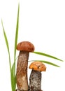 Orange-cap boletus. Forest mushrooms isolated on