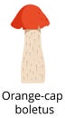 Orange cap boletus icon. Cartoon forest mushroom