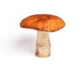 Orange-cap boletus (Leccinum aurantiacum) Royalty Free Stock Photo