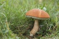 The Orange Cap Boletus Leccinum aurantiacum is an edible mushroom Royalty Free Stock Photo