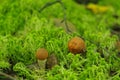 Orange-cap boletus mushroom in the forest