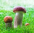 Orange Cap Boletus mushrooms grow from the grass Royalty Free Stock Photo