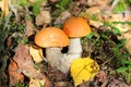 Orange Cap Boletus mushrooms growing in the forest