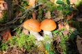 Orange Cap Boletus mushrooms growing in the forest