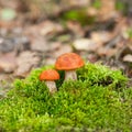 Orange-cap boletus Royalty Free Stock Photo