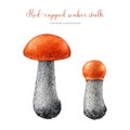 Orange cap boletus painted illustration set. Watercolor hand drawn red-capped scaber stalk. Orange birch bolete edible