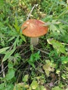 Orange-cap boletus