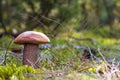 Orange cap mushroom grow in autumn wood Royalty Free Stock Photo