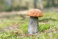 Orange-cap mushroom in moss forest