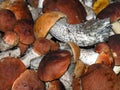 Orange-cap Mushrooms