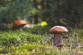 Orange cap mushrooms grow in autumn forest Royalty Free Stock Photo