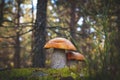 Orange cap mushrooms grow in forest Royalty Free Stock Photo