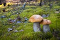 Orange cap mushrooms grow in moss Royalty Free Stock Photo